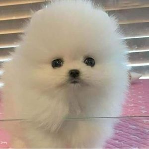 Meet your Posher, Juan